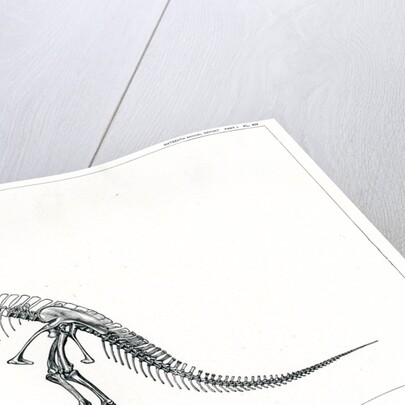 'Ceratosaurus nasicornis' by unknown